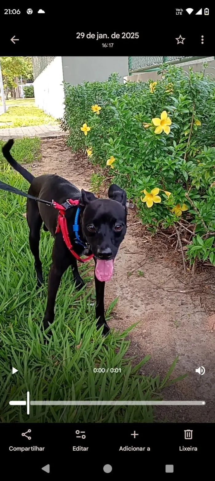 Cachorro raça Pinscher idade 2 anos nome Tody