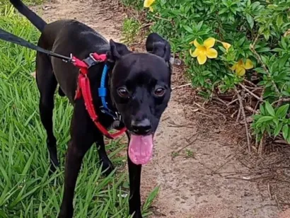 Cachorro raça Pinscher idade 2 anos nome Tody