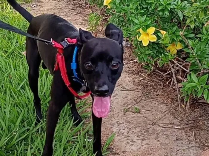 Cachorro raça Pinscher idade 2 anos nome Tody