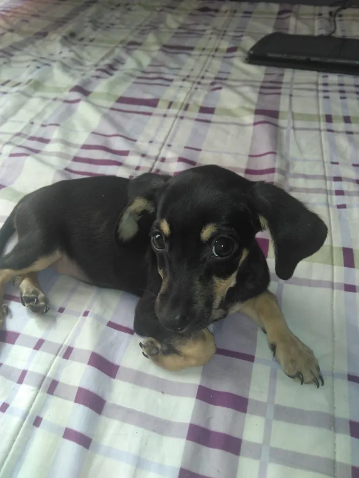 Cachorro raça SRD-ViraLata idade 2 a 6 meses nome Ainda não tem nome