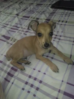 Cachorro raça SRD-ViraLata idade 2 a 6 meses nome Aínda não tem nome