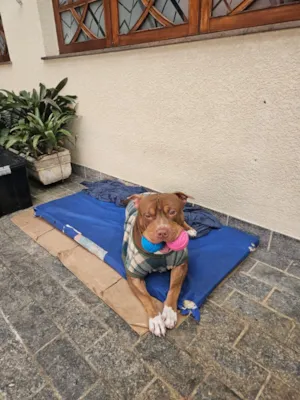 Cachorro raça Pit-Bull idade 1 ano nome Bruce -American Bully