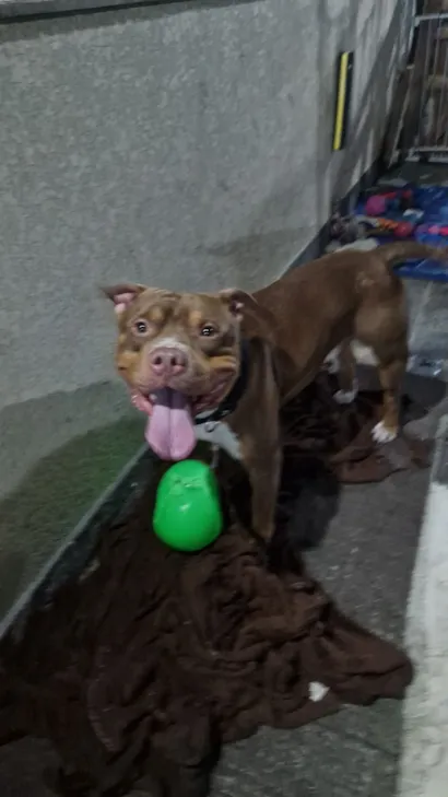 Cachorro raça Pit-Bull idade 1 ano nome Bruce -American Bully