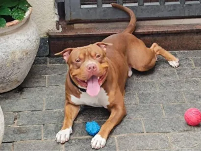 Cachorro raça Pit-Bull idade 1 ano nome Bruce -American Bully