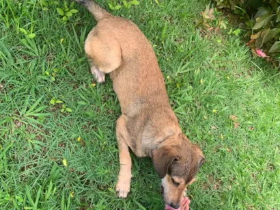 Cachorro raça SRD-ViraLata idade 2 anos nome Billy