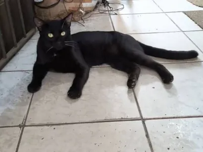 Gato raça SRD-ViraLata idade 1 ano nome Belzi