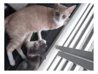 Gato raça SRD-ViraLata idade 2 a 6 meses nome Rosinha e a mãe Mel