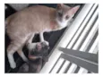 Gato raça SRD-ViraLata idade 2 a 6 meses nome Rosinha e a mãe Mel