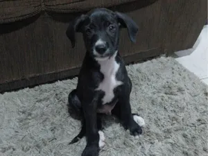 Cachorro raça SRD-ViraLata idade 2 a 6 meses nome Bolinha 