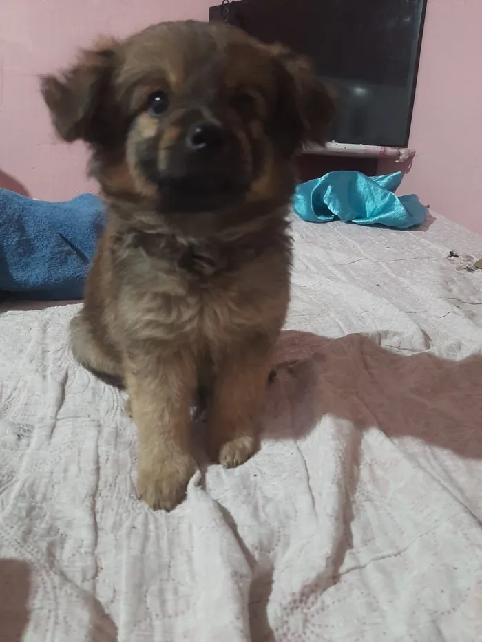 Cachorro raça SRD-ViraLata idade 2 a 6 meses nome Sarah Janne