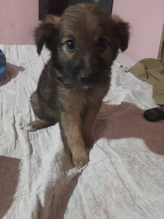 Cachorro raça SRD-ViraLata idade 2 a 6 meses nome Sarah Janne