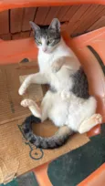 Gato raça SRD-ViraLata idade 7 a 11 meses nome Ana