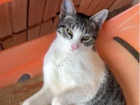 Gato raça SRD-ViraLata idade 7 a 11 meses nome Ana