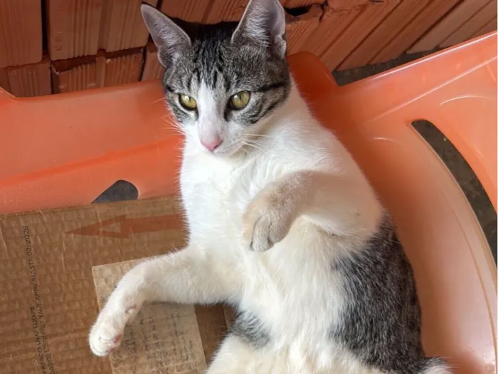 Gato raça SRD-ViraLata idade 7 a 11 meses nome Ana