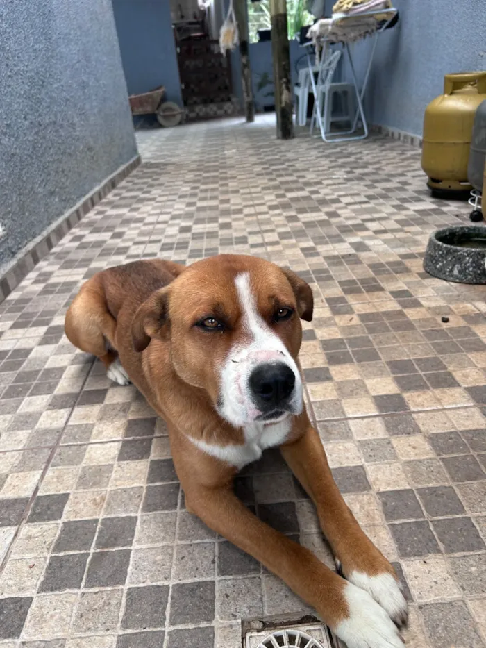 Cachorro raça SRD-ViraLata idade 1 ano nome Sem nome