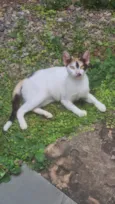 Gato raça SRD-ViraLata idade 2 a 6 meses nome Linda