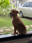 Cachorro raça SRD-ViraLata idade 2 a 6 meses nome Caramelo