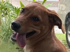 Cachorro raça SRD-ViraLata idade 2 a 6 meses nome Caramelo