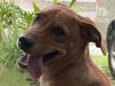 Cachorro raça SRD-ViraLata idade 2 a 6 meses nome Caramelo