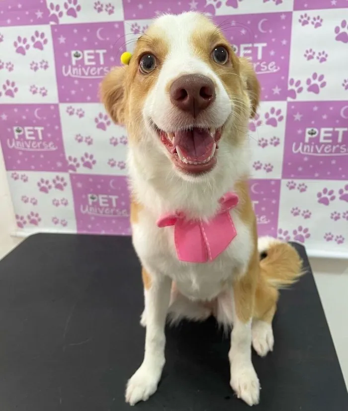 Cachorro raça SRD-ViraLata idade 4 anos nome Nala 