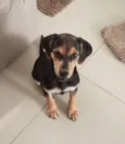 Cachorro raça SRD-ViraLata idade 2 a 6 meses nome Maia