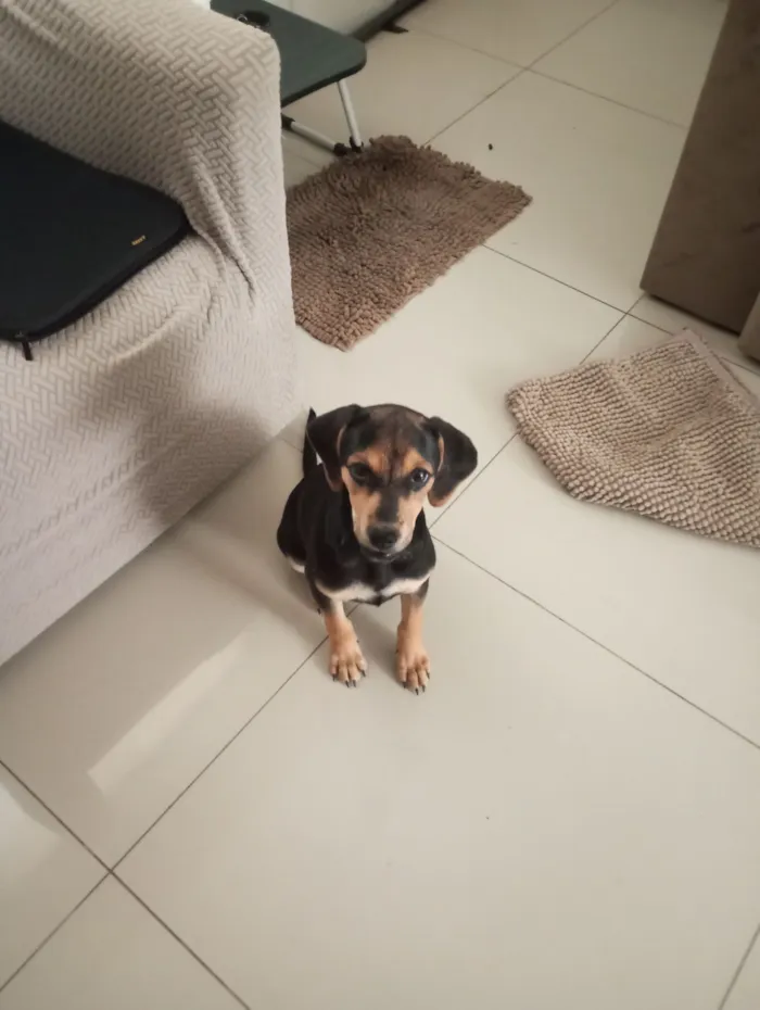 Cachorro raça SRD-ViraLata idade 2 a 6 meses nome Maia