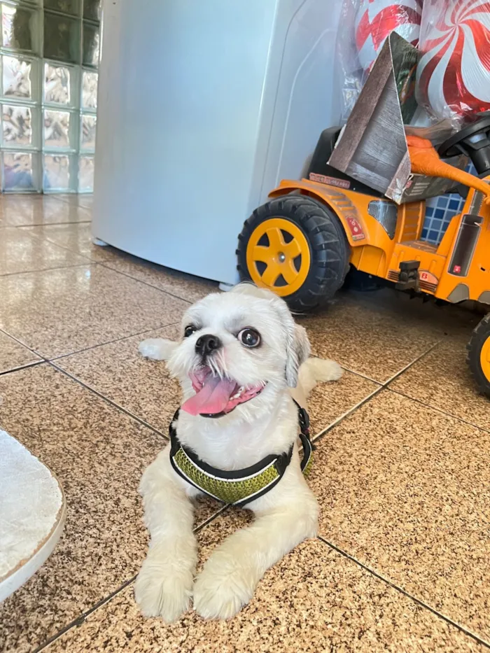 Cachorro raça Shitzu idade 4 anos nome Luke