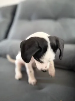 Cachorro raça Poodle idade Abaixo de 2 meses nome Sem nome 