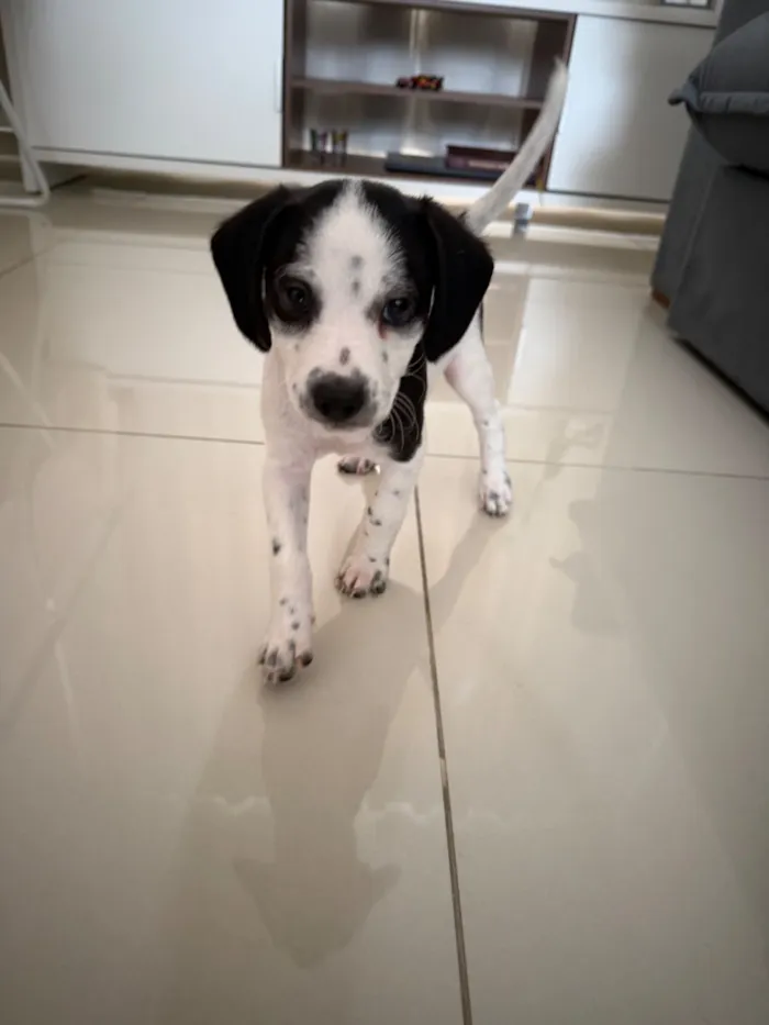 Cachorro raça Poodle idade Abaixo de 2 meses nome Sem nome 