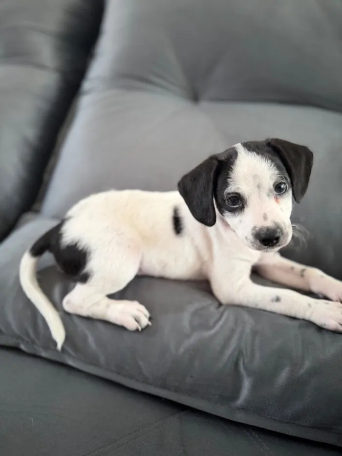 Cachorro raça Poodle idade Abaixo de 2 meses nome Sem nome 