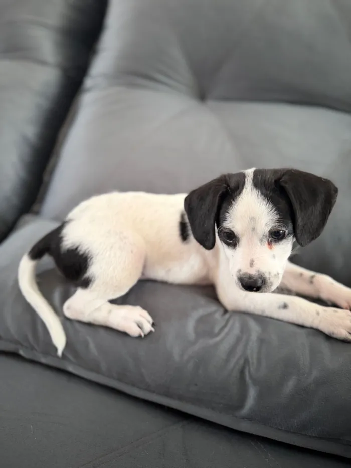 Cachorro raça Poodle idade Abaixo de 2 meses nome Sem nome 