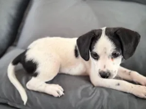 Cachorro raça Poodle idade Abaixo de 2 meses nome Sem nome 