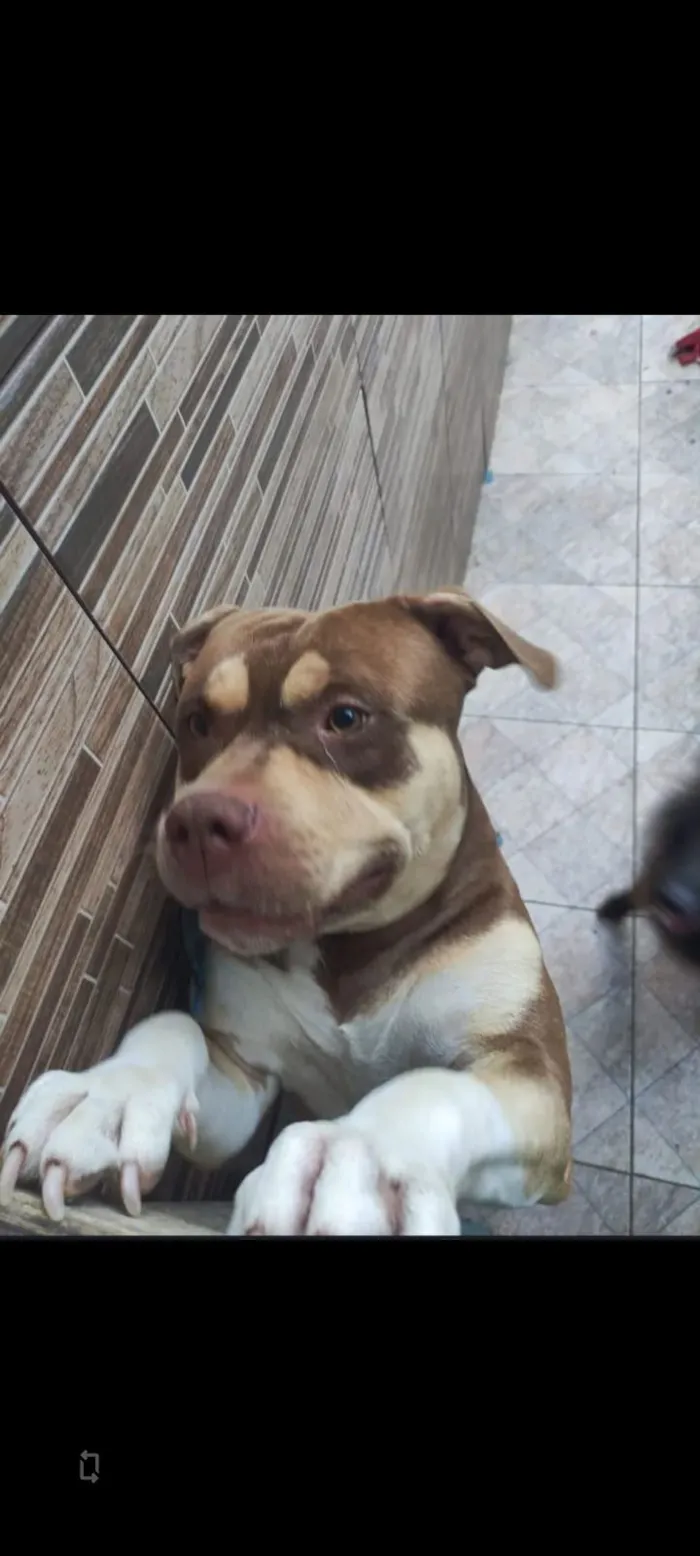 Cachorro raça Pit-Bull idade 1 ano nome Hulk