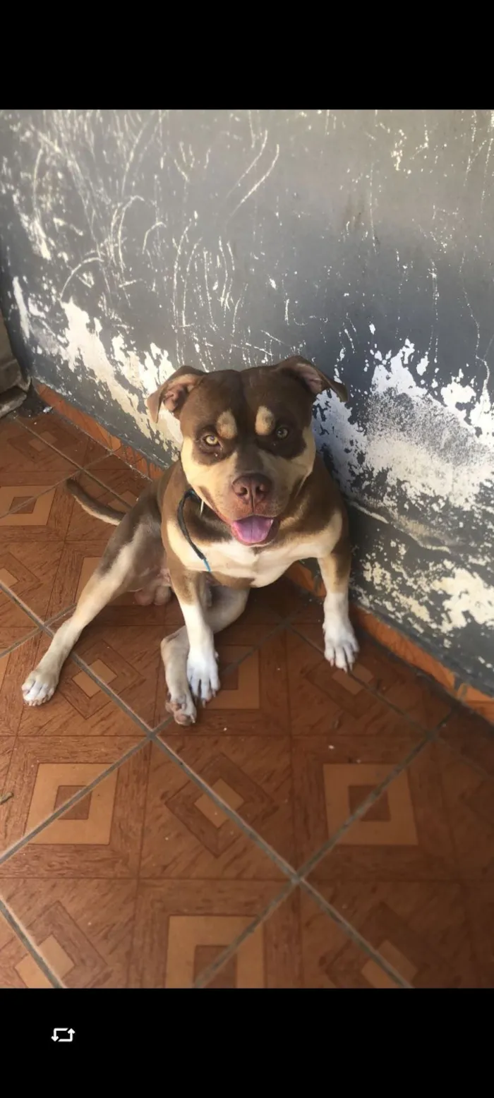 Cachorro raça Pit-Bull idade 1 ano nome Hulk