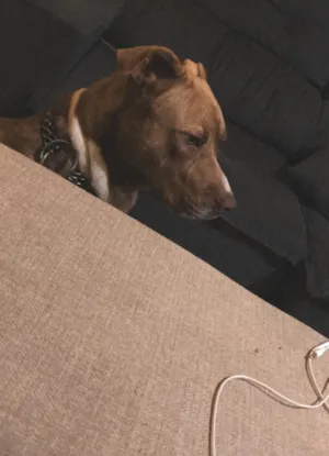 Cachorro raça Pit-Bull idade 3 anos nome Ethan