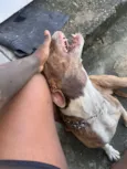 Cachorro raça Pit-Bull idade 3 anos nome Ethan