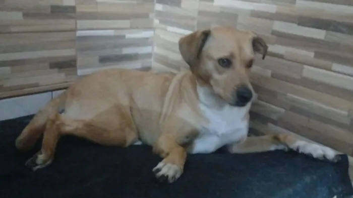 Cachorro raça SRD-ViraLata idade 5 anos nome Mel