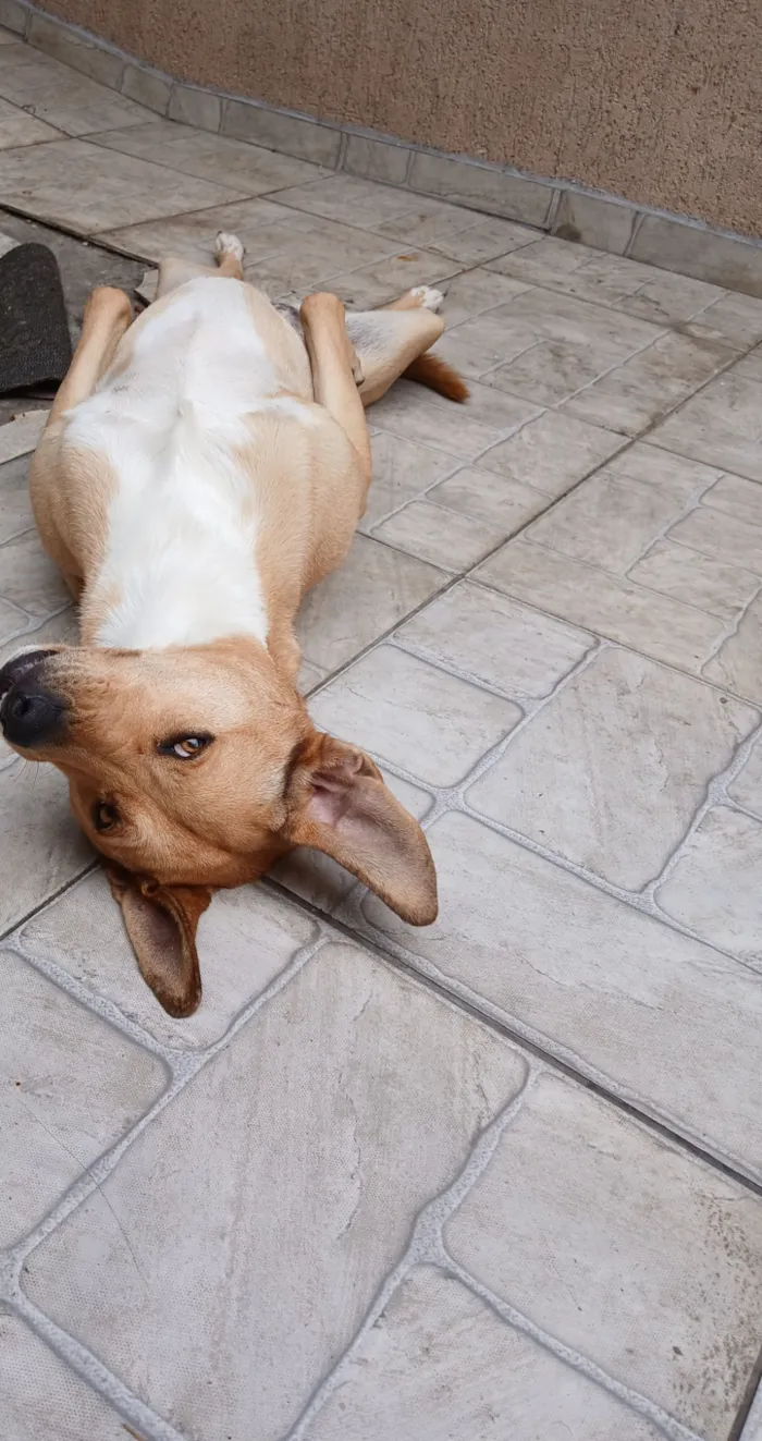 Cachorro raça SRD-ViraLata idade 5 anos nome Mel