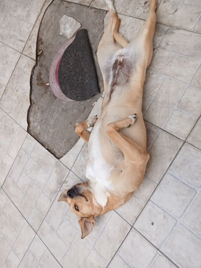 Cachorro raça SRD-ViraLata idade 5 anos nome Mel