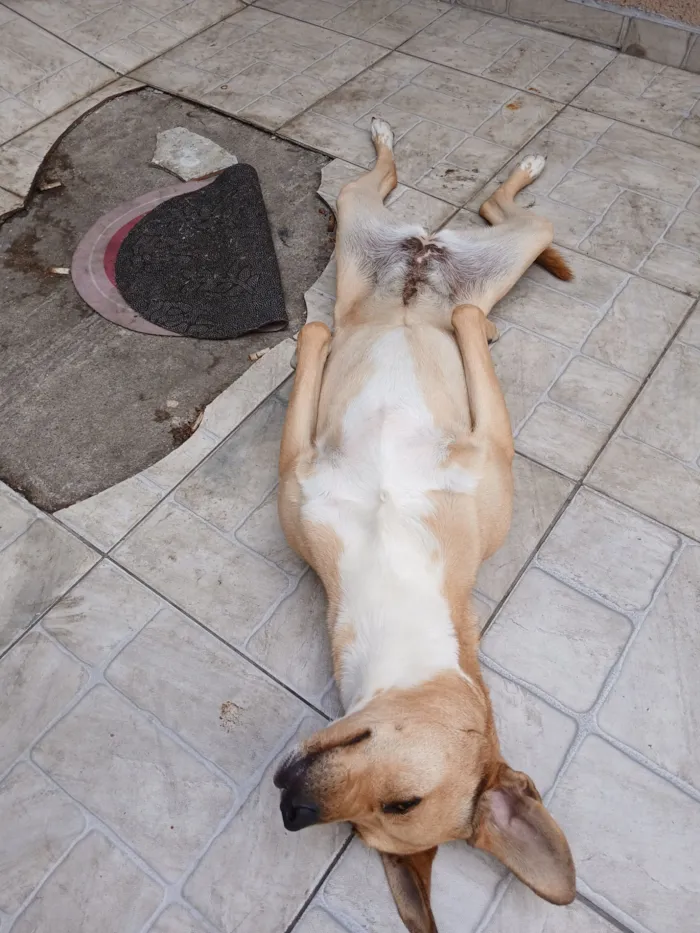 Cachorro raça SRD-ViraLata idade 5 anos nome Mel