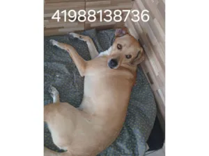 Cachorro raça SRD-ViraLata idade 5 anos nome Mel