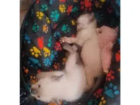 Gato raça SRD-ViraLata idade 2 a 6 meses nome Gatinhos