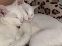 Gato raça SRD-ViraLata idade 7 a 11 meses nome Cristal e Pérola 