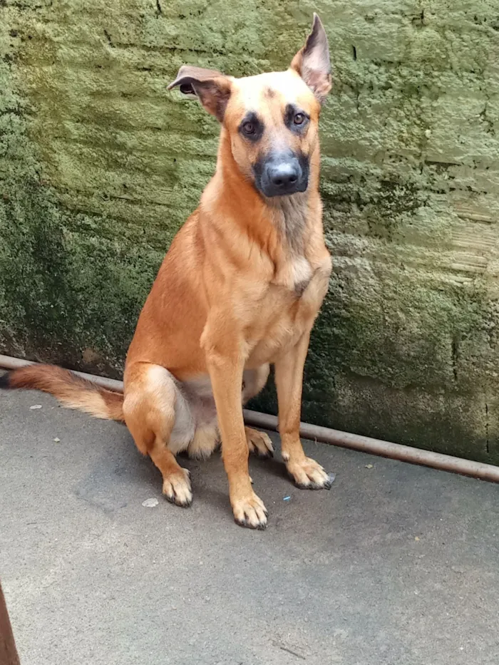 Cachorro raça Pastor Alemão idade 2 a 6 meses nome Bolinha