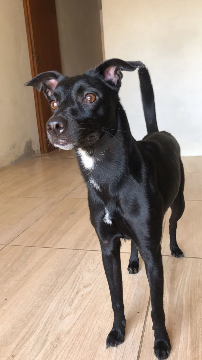 Cachorro raça SRD-ViraLata idade 2 anos nome Kyara