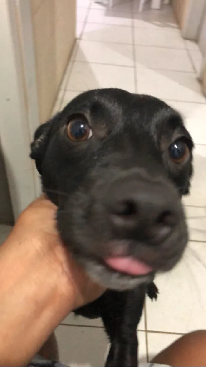 Cachorro raça SRD-ViraLata idade 2 anos nome Kyara