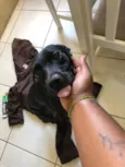 Cachorro raça SRD-ViraLata idade 2 anos nome Kyara