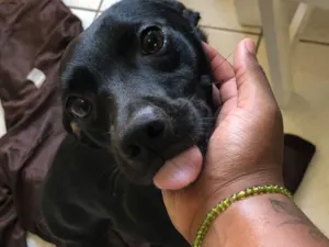 Cachorro raça SRD-ViraLata idade 2 anos nome Kyara