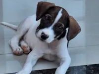 Cachorro raça SRD-ViraLata idade 2 a 6 meses nome Snoopy