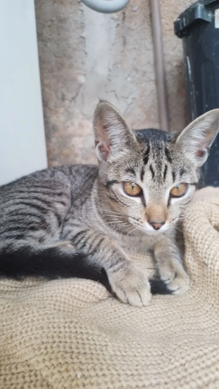 Gato raça SRD-ViraLata idade 2 a 6 meses nome Apelidamos de grey